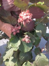 image (1)46